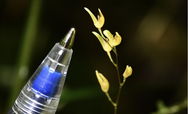 Del tamaño de la punta de un bolígrafo: biólogos descubren nueva especie de orquídea en Loreto
